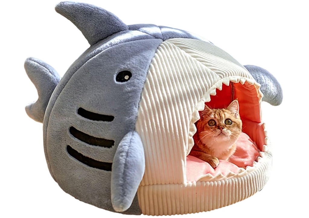 I Live Inside a Shark Now and I Have No Notes